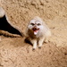 Meerkat Yawn by randy23