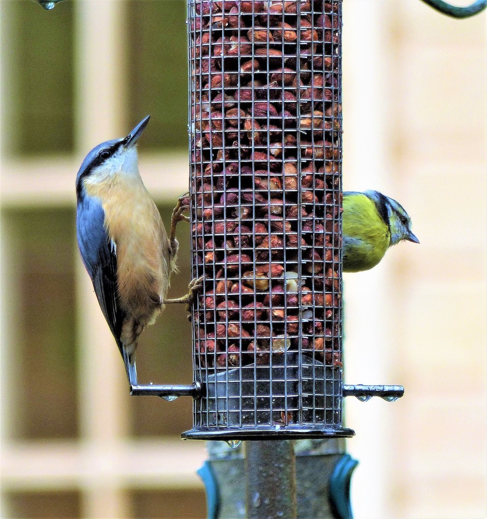 Sharing the Feeder...............momentarily by susiemc