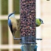 Sharing the Feeder...............momentarily by susiemc