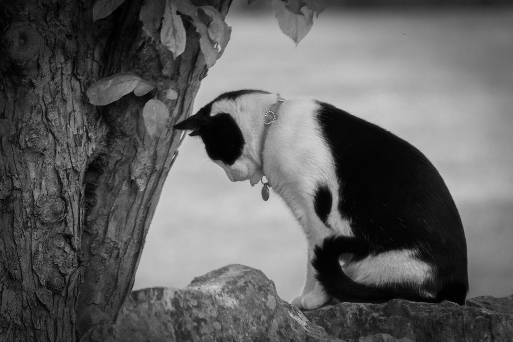 Just a B/W Kitty by 365karly1