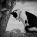Just a B/W Kitty by 365karly1