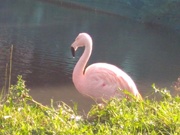 30th Sep 2018 - Flamingo