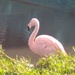 Flamingo by clairemharvey