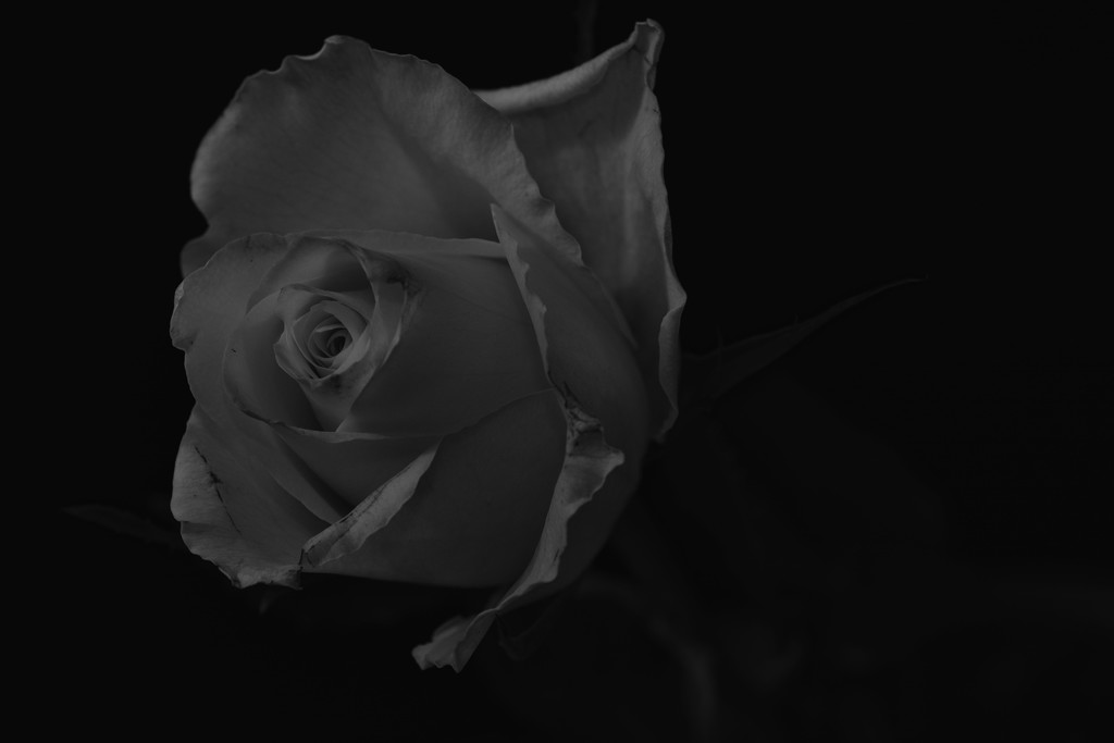 Rose by rumpelstiltskin