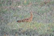29th Sep 2018 - Long-billed Curlew