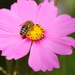 Bee by bagpuss