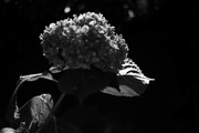 30th Sep 2018 - Hydrangea in the glow