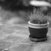 Just a pot and some weeds by domenicododaro