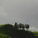 sheeps by anniesue