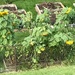 0930sunflowers by diane5812