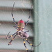 Terrifyingly large spider by margonaut