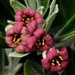 Native shrub flowers - Pittosporum tenuifolium by maureenpp