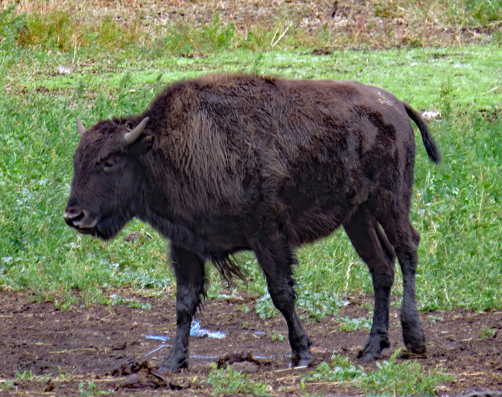Bison calf near Airdrie, Alberta by kathyo