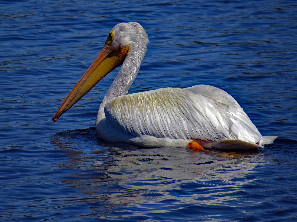 Pelican migrating through Regina, Saskatchewan by kathyo