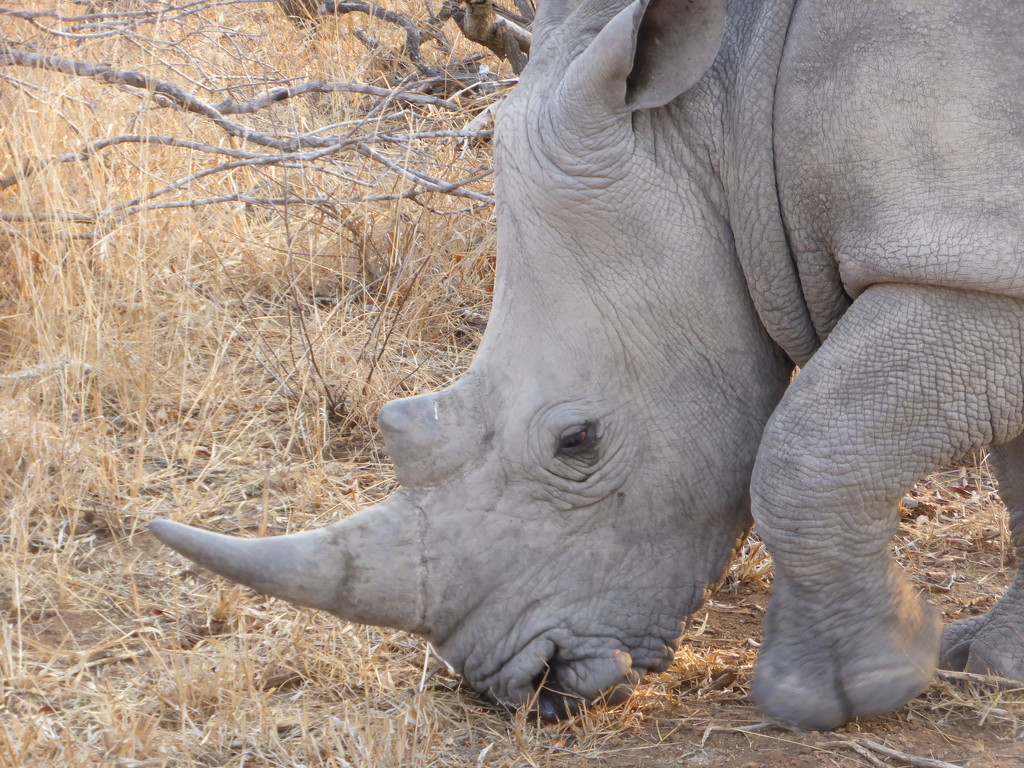 Rhino by kjarn