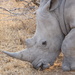 Rhino by kjarn