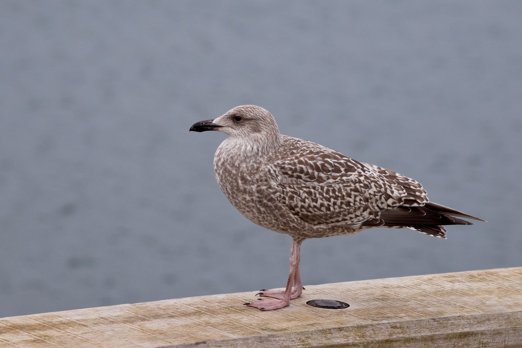 JUVENILE HERRING GULL by markp