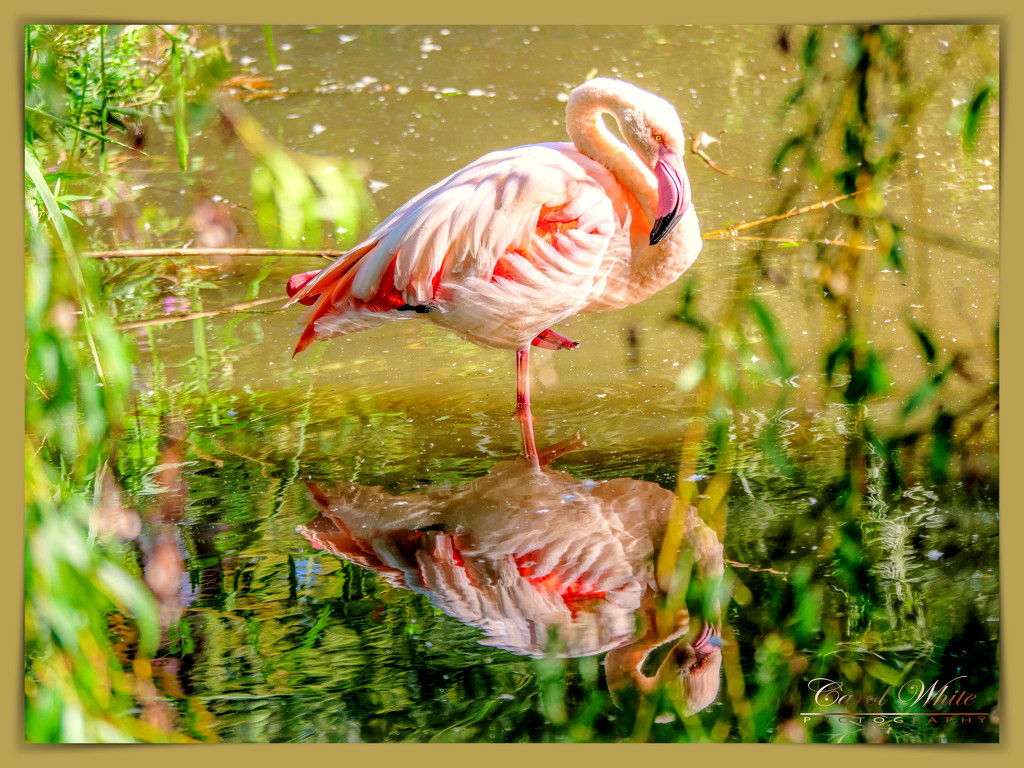 Flamingo And Reflection by carolmw