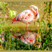 Flamingo And Reflection by carolmw