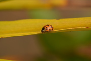 1st Oct 2018 - Ladybird on a leaf.....
