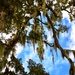 You know you’re in the South when Spanish Moss hangs from the trees by louannwarren
