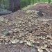Mushrooms .... by sunnygreenwood