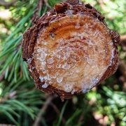 1st Oct 2018 - Lovely aroma of pine sap