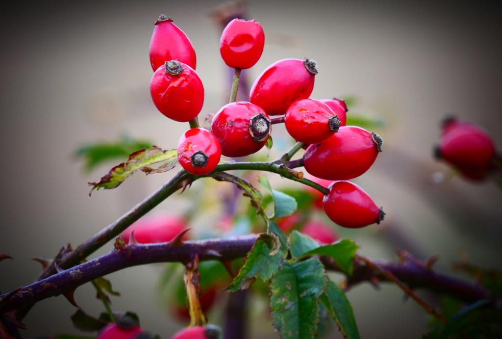 Rosehips by carole_sandford