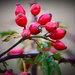 Rosehips by carole_sandford