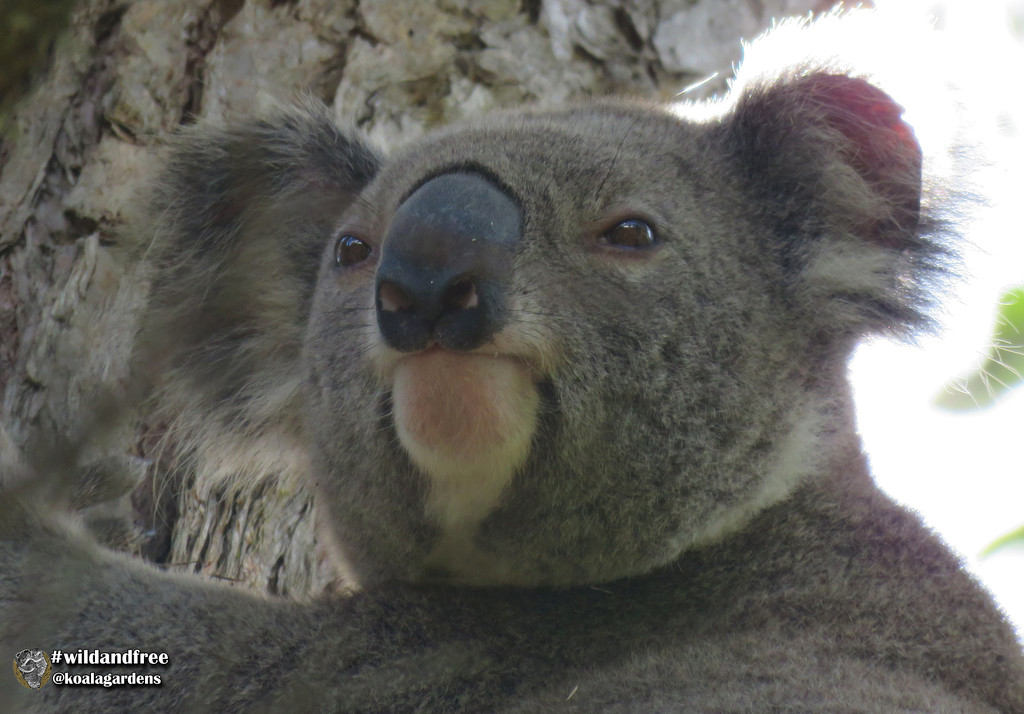 Bundjalung by koalagardens