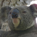 Bundjalung by koalagardens