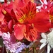 Inca Lilies  by salza