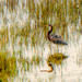 Heron in the marsh by jernst1779