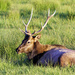 Roosevelt Elk Clicking His Teeth  by jgpittenger