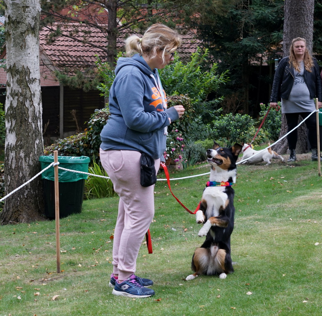 Dog agility at the Hospice by phil_howcroft