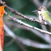 The Leaf Says lt is Fall The Hummingbird Says It Isn't! by grammyn