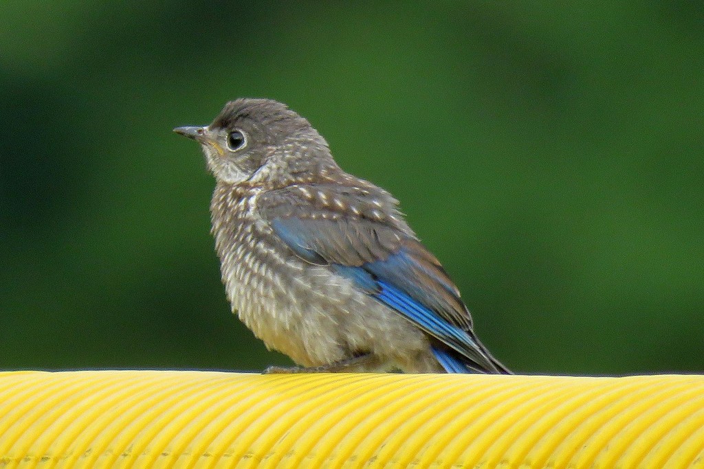 Young Bluebird Looking Rather Lost by milaniet