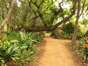 2nd Oct 2018 - Clivia walk at Babylonstoren 