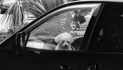 1st Oct 2018 - dogs in cars 