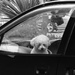 dogs in cars  by kali66