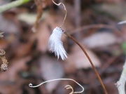 5th Jan 2011 - Little Lost Feather