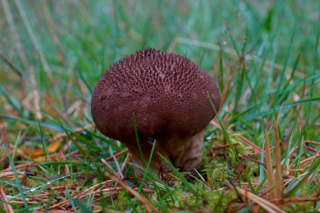 PUFFBALL by markp