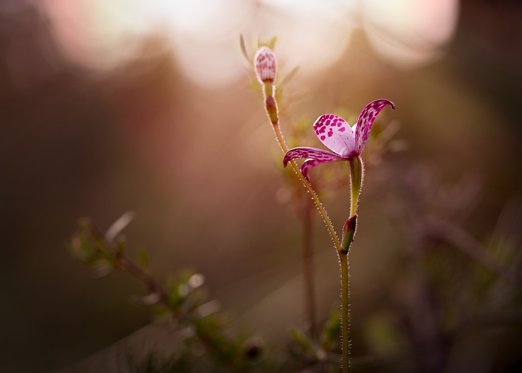 Purple Enamel orchid from behind by jodies