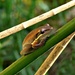  Slender Tree Frog by judithdeacon