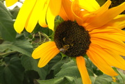 2nd Oct 2018 - Sunflower Bee
