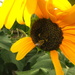 Sunflower Bee by davemockford