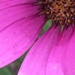 Osteospurmum Flower by cataylor41
