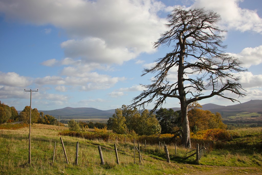 The Aul' tree and Clachnaben by jamibann