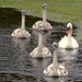 Synchronised Swimming Swans by gaf005