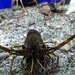 Crayfish by gabis